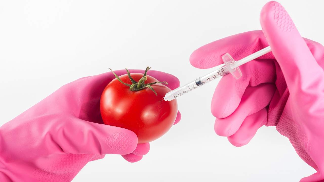 Allarme Slow Food: si rischia deregolamentazione sui nuovi OGM